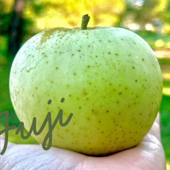 Fuji Apples