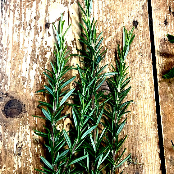 Fresh Rosemary