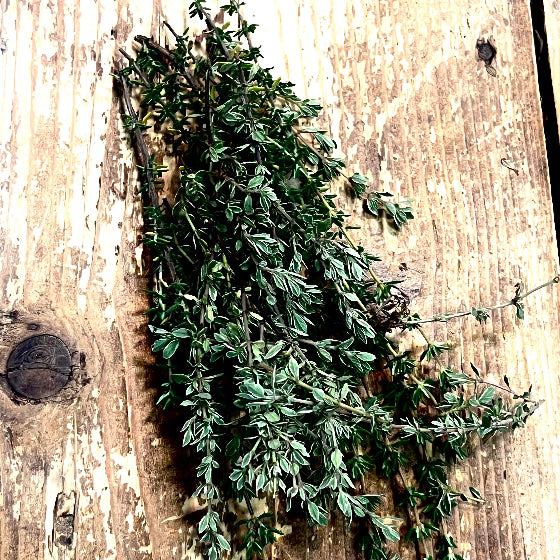 Fresh Thyme