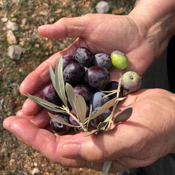 Extra Virgin Olive Oil