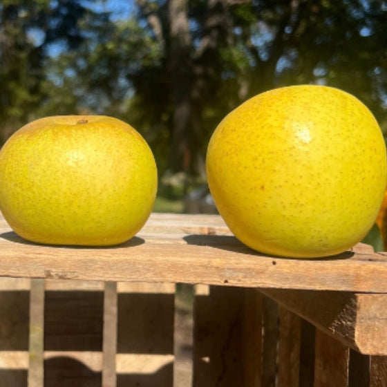 Ambrosia Apples