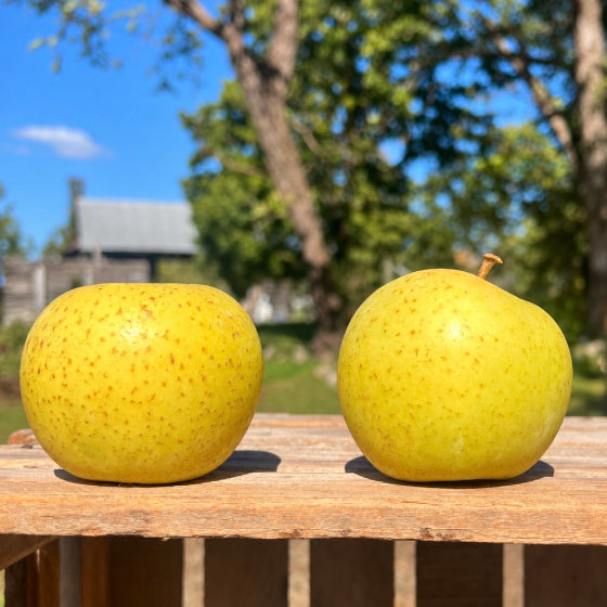 Golden Delicious Apples