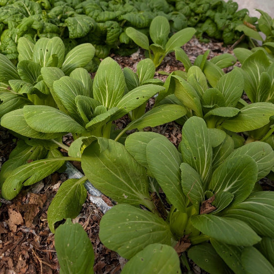 Baby Bok Choy