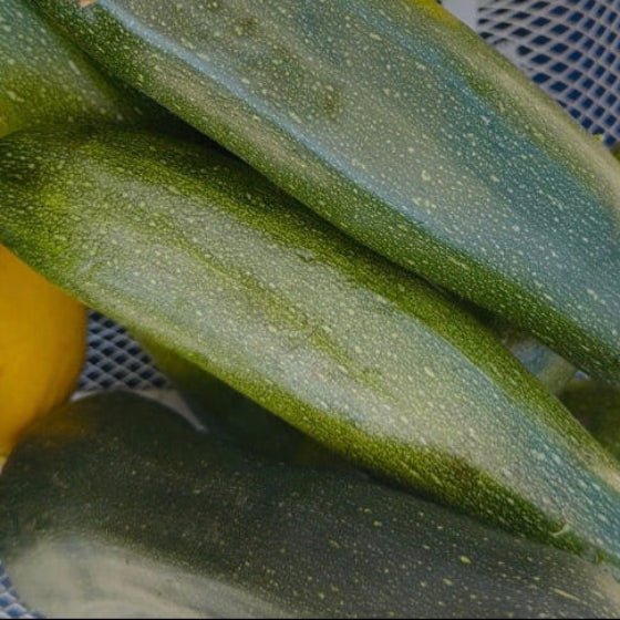 Zucchini