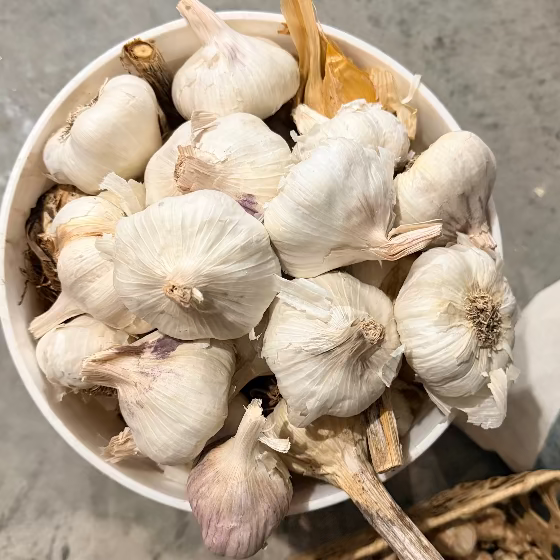 Garlic
