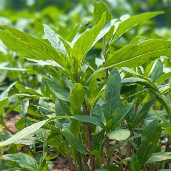 Fresh Thai Basil