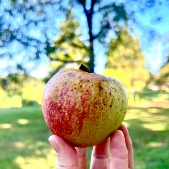 Tigress Apples