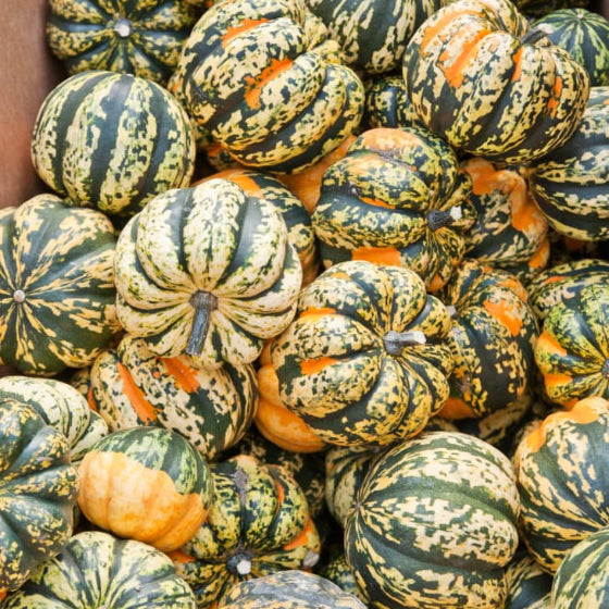 Carnival Squash