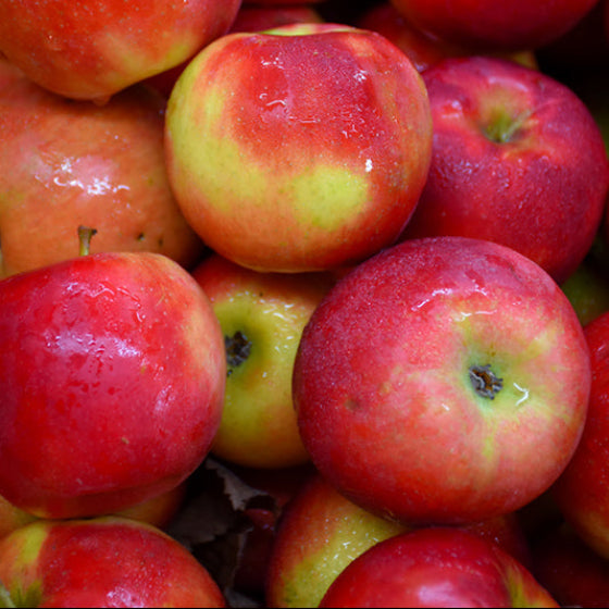 Crimson Crisp Apples