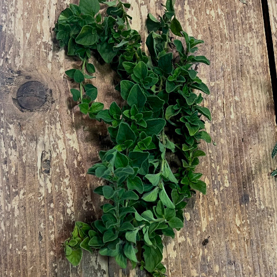 Fresh Oregano