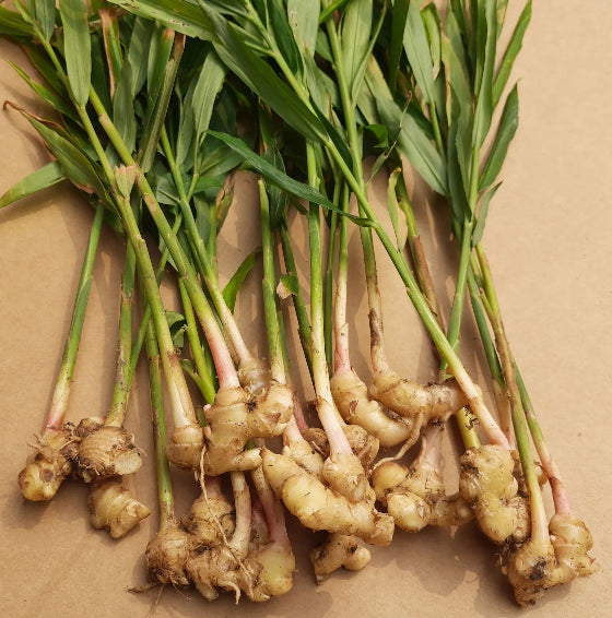 Ginger Roots