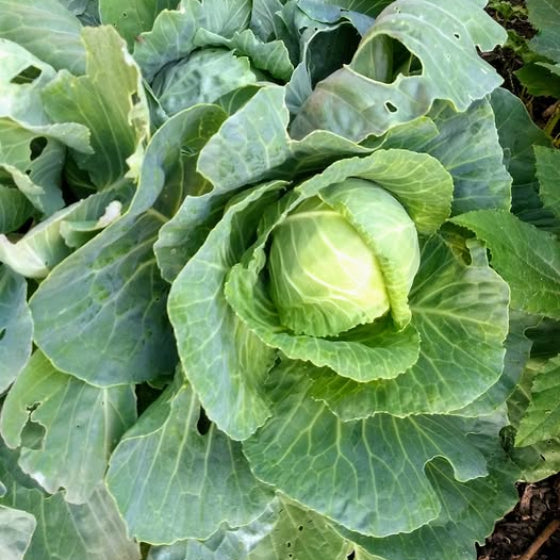 Cabbage
