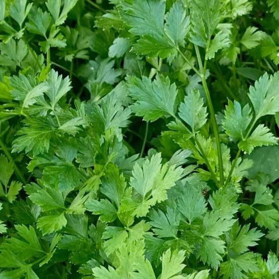 Cilantro