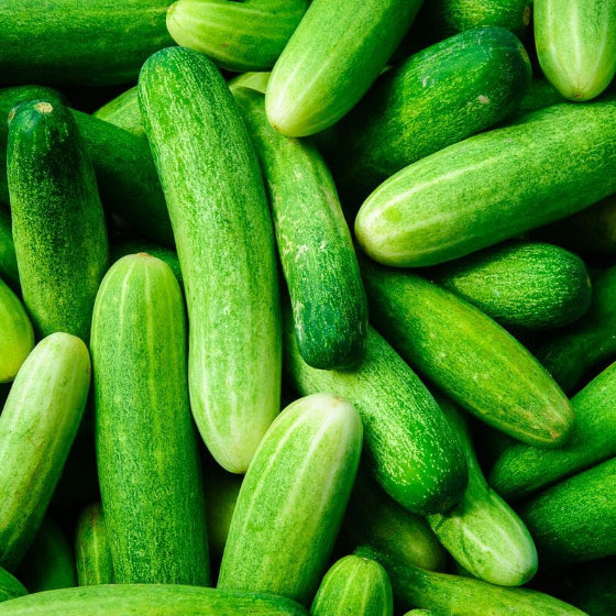 Cucumber