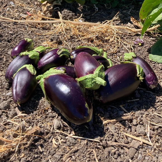 Eggplant