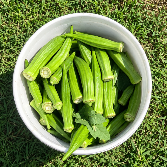 Okra