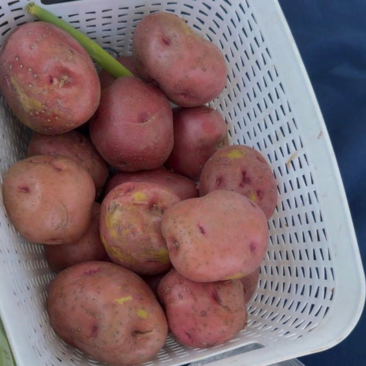 Red Potatoes
