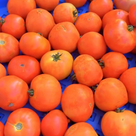 Tomatoes