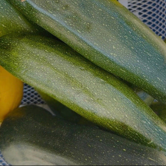 Zucchini