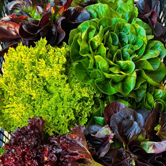 Salad Mix (4oz.)