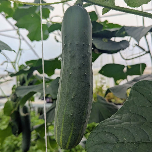 American Slicing Cucumbers