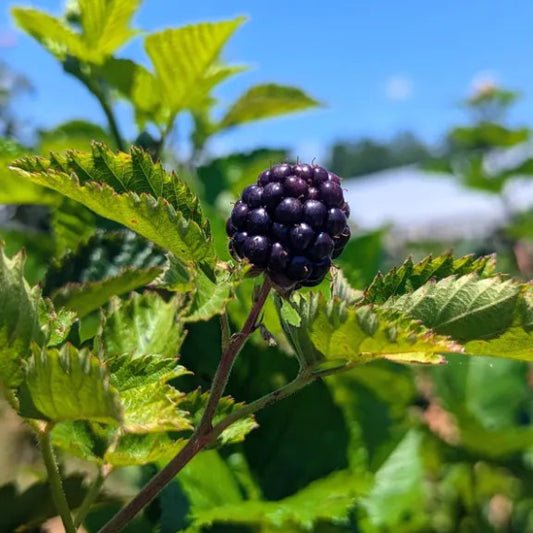 Blackberries (8 oz.)