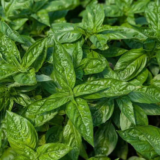 Fresh Italian Basil