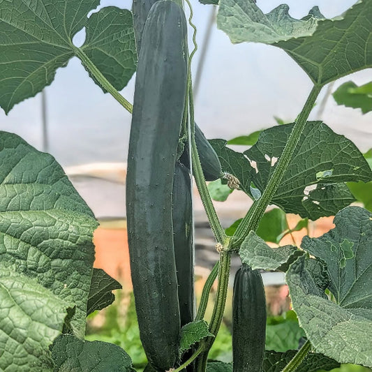 Japanese Slicing Cucumbers