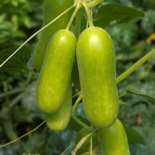 Lime Green Snacking Cucumbers