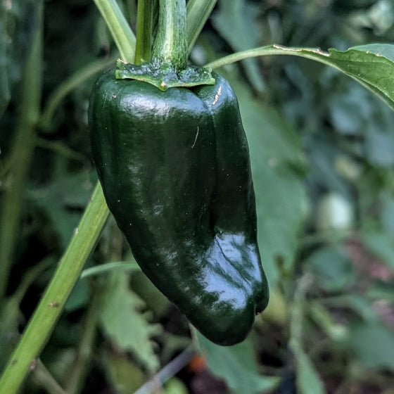 Poblano Peppers