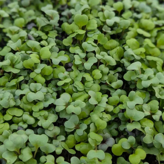 Power Salad Mircogreens (2.5 oz.)