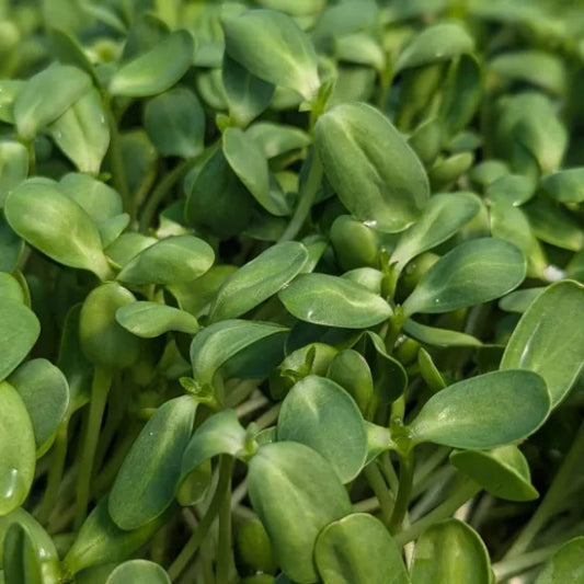 Sunflower Microgreens (2.5 oz.)
