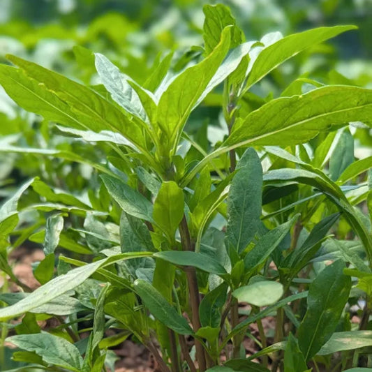Fresh Thai Basil