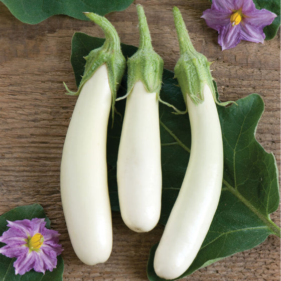 White Asian Eggplant