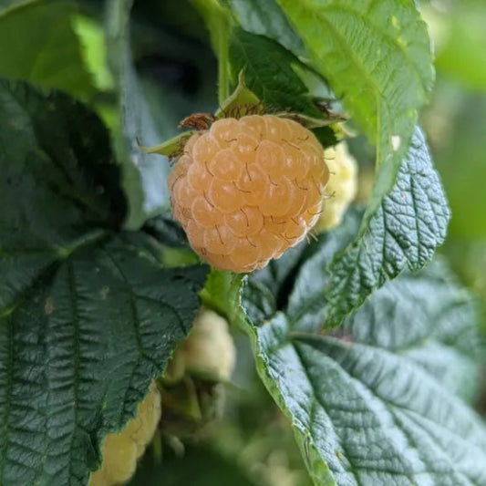 Yellow Raspberries (8 oz.)