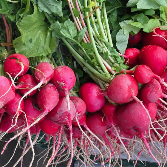 Red Radishes
